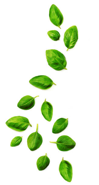 istock Flying Fresh basil leaves isolated on white background. Top view. Flat lay. 1173320940