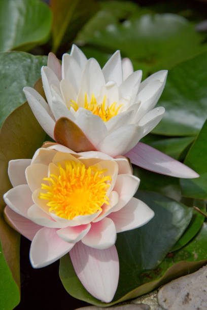 istock Close up on pink water lily on the lake. 1173322965