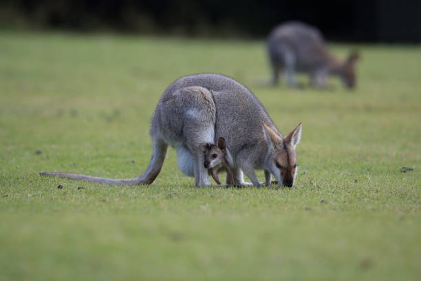 istock red-necked wallaby or Bennett's wallaby (Macropus rufogriseus) Bunya Mountains, Queensland, Australia 1173323521