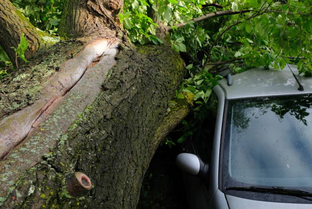 A tree fell on a car during a hurricane. Broken tree on a car close-up A tree fell on a car during a hurricane. Broken tree on a car close-up in amsterdam netherlands fallen tree photos stock pictures, royalty-free photos & images