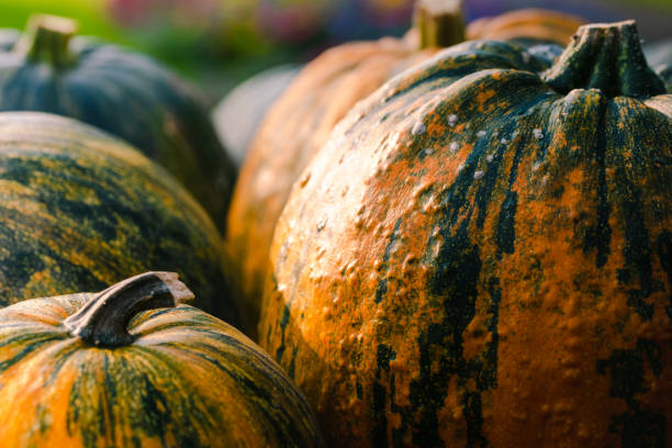 istock Green and yellow-colored pumpkin close-up 1173323625