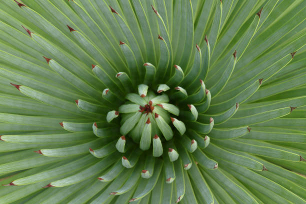 istock nice green agave top view ornament 1173324564