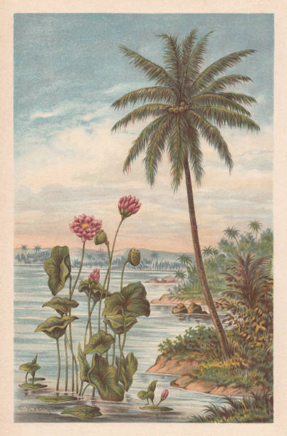 ilustrações de stock, clip art, desenhos animados e ícones de lotus flower and coconut palm, chromolithograph, published in 1894 - chromolithograph