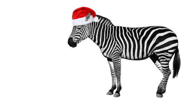 istock Young beautiful zebra isolated on white background. 1173325153