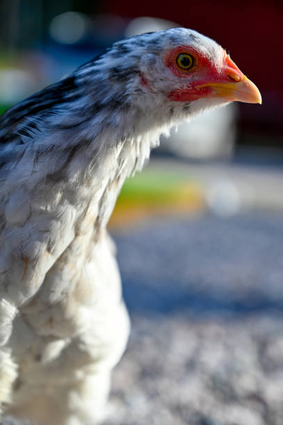 istock young hen looking in to the lens 1173326505