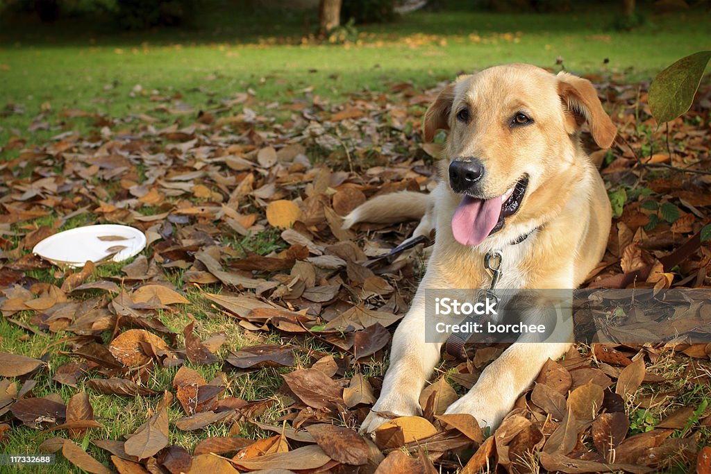 Golden Retriever - Foto stock royalty-free di Allegro