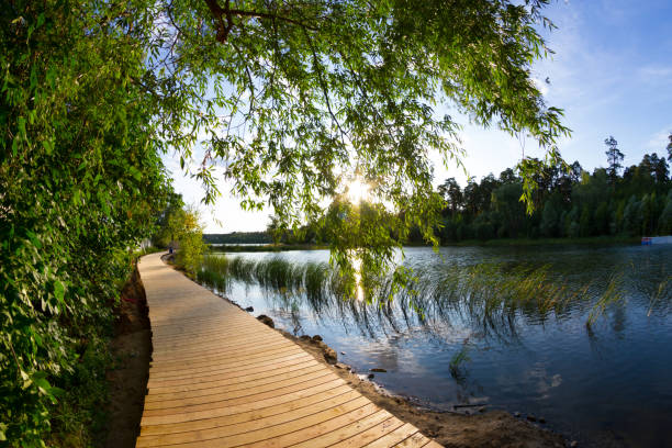 Wooden bridge across the valley creek in Zlatibor Vodice, Serbia. Beautiful landscape scenery with white pine trees.