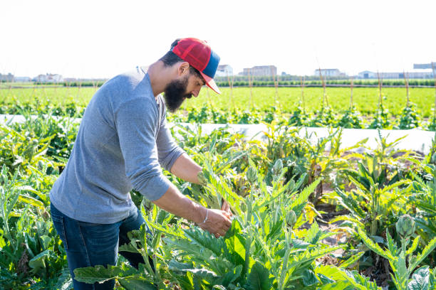 istock Farmer man agriculture artichoke field 1173327967