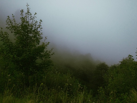 Fog covering green meadow.