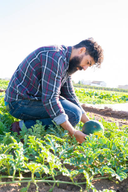 istock Agriculture farmer man in watermelon field 1173328534
