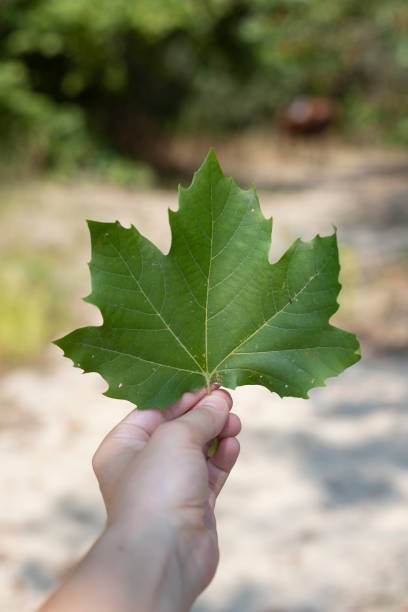 istock Hand holding a leaf of Norway maple 1173328660