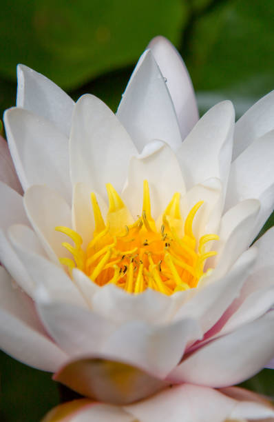 istock Close up on pink water lily on the lake. 1173330100