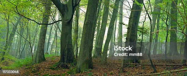 ミックスの森 - ザールランドのストックフォトや画像を多数ご用意 - ザールランド, 森林, 緑色