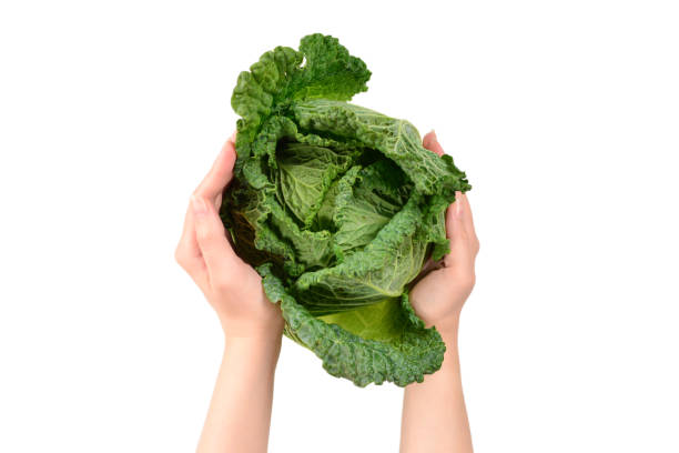 istock Green cabbage isolated on white background. In woman hands. 1173330869
