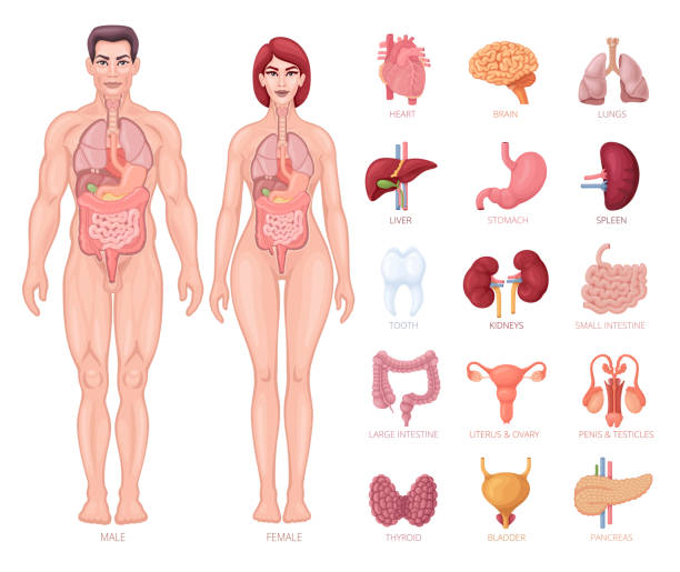 Human anatomy. Male and female body with organs. Human anatomy. Male and female body with organs. human stomach internal organ stock illustrations