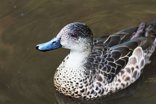 Closeup image of a Grey Teal duck - Anas gracilis - with copy space