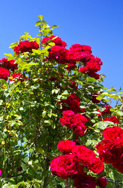 istock Red climbing roses Santana on blue sunny sky. Summer background. 1173332249