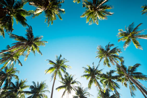 istock A forest of palm trees 1173332301