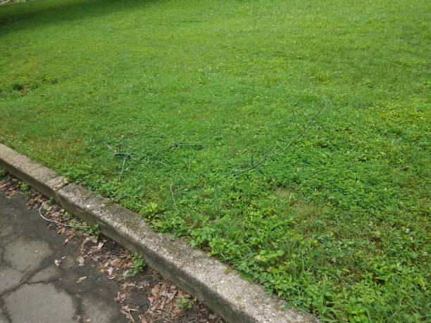 istock tree branches on green grass near asphalt path or road 1173333649