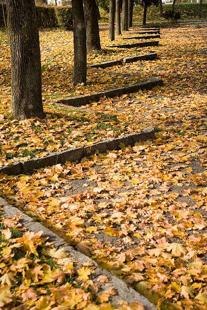 istock Autumn leaves in parking lot 117333375