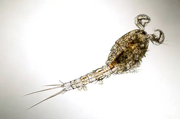 Microscopic image of a fresh water copepod. Gets its common name cyclops from the single red eyespot. Live specimen. Wet mount, 10X, transmitted brightfield illumination.