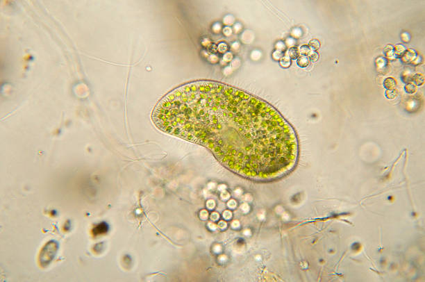 paramecium bursaria aufnahme - leben im teich stock-fotos und bilder