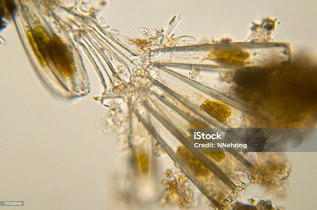 Colonie de Microscopie diatoms - Photo de Diatomée libre de droits