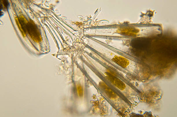 コロニー diatoms の顕微鏡写真 - algae diatom high scale magnification micro organism ストックフォトと画像