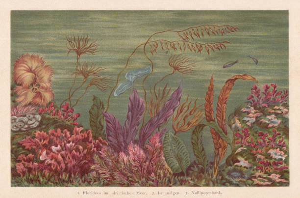 Seaweed, chromolithograph, published in 1894 Seaweed: 1) Florideae in the Adriatic Sea; 2) Brown algae; 3) Nulliporse (family of hard calcareous sea-plants). Chromolithograph, published in 1894. red algae stock illustrations