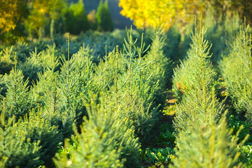 Pine trees growing on a tree farm.