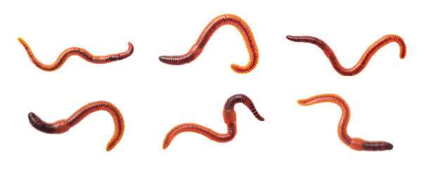macro tomas de gusano rojo dendrobena, gusano de tierra cebo vivo para la pesca aislado en fondo blanco. - fishing worm fotografías e imágenes de stock
