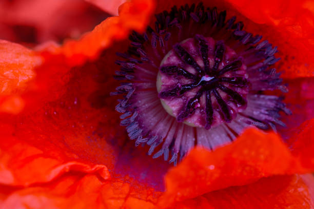 istock Close up of red poppy in the sunlight. Selective focus. 1173336854