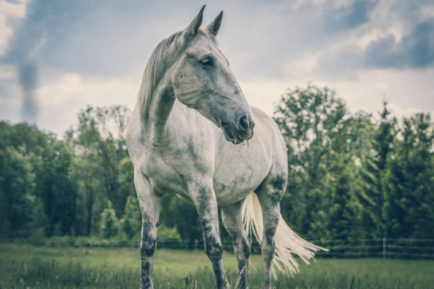 istock Horse standing on a field with green grass 1173337163