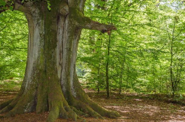 istock Very old beech in spring in a German nature reserve, called Sababurg 1173337580