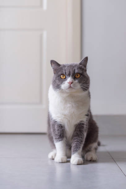 istock British shorthair cat sitting on the floor 1173337660