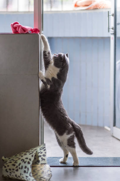 istock British shorthair standing up to get something high 1173337707