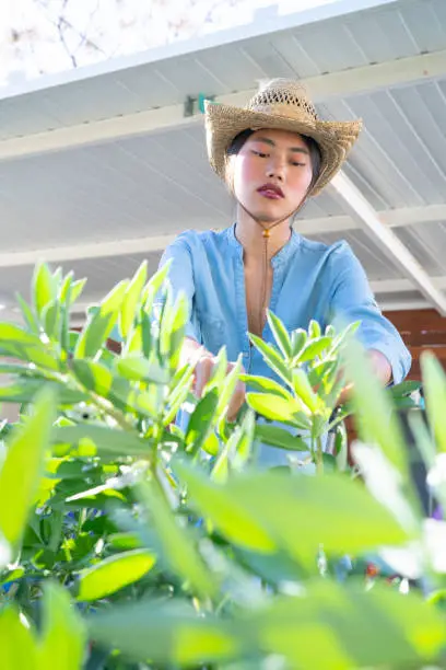 Asian young girl in homestead with green beans plants taking in backyard garden