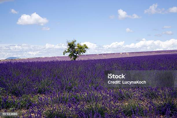 Lavendel Vor Blauem Himmel Stockfoto und mehr Bilder von Agrarbetrieb - Agrarbetrieb, Blau, Blume