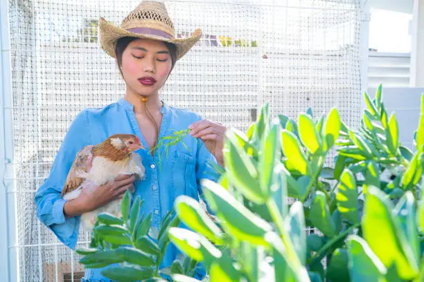 Asian farmer young woman holding hen in hand in front of henhouse outdoor