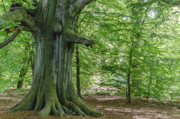 istock Very old beech in spring in a German nature reserve, called Sababurg; some young beech trees around; morning light 1173339133