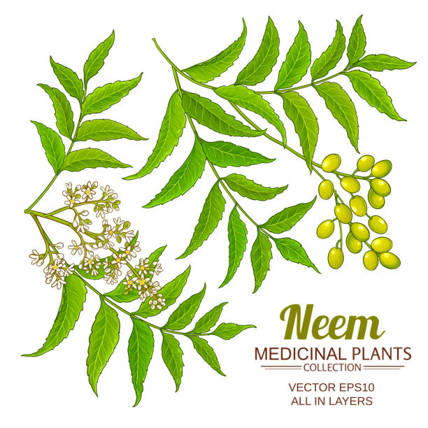 neem vektorsatz - azadirachta indica stock-grafiken, -clipart, -cartoons und -symbole