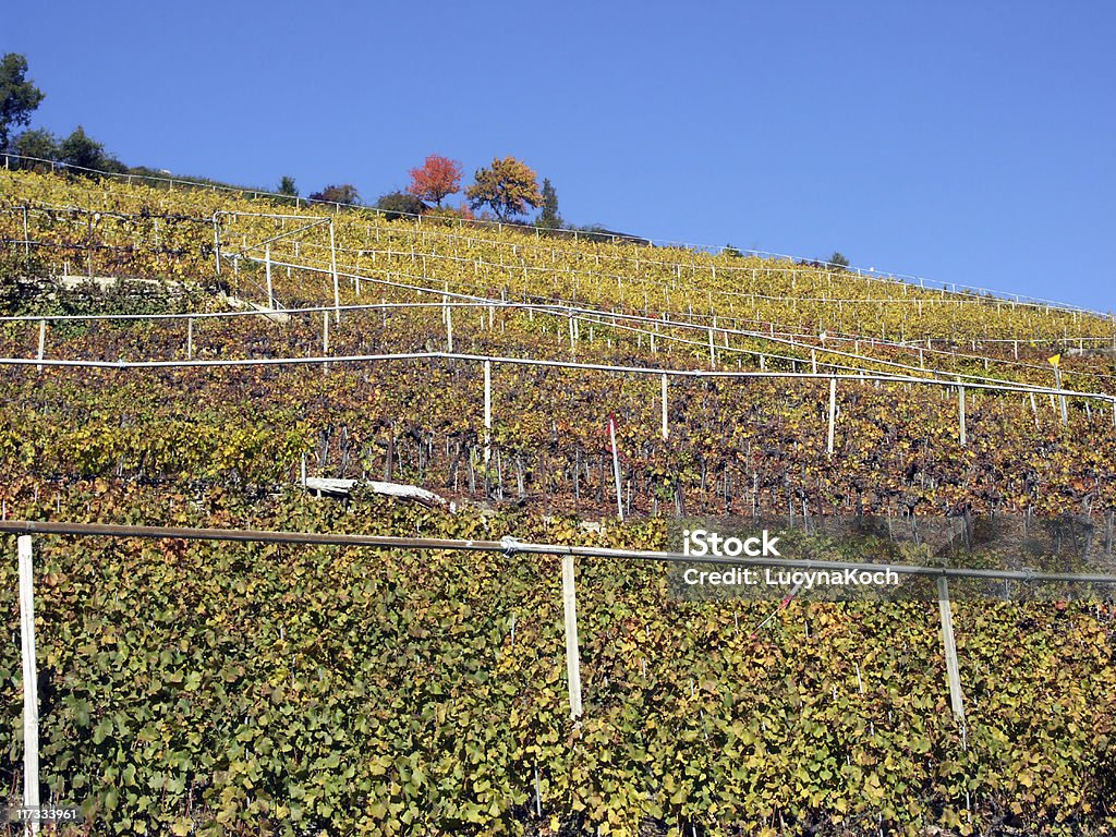 Multi colored Weinberg im Herbst - Lizenzfrei Alpen Stock-Foto