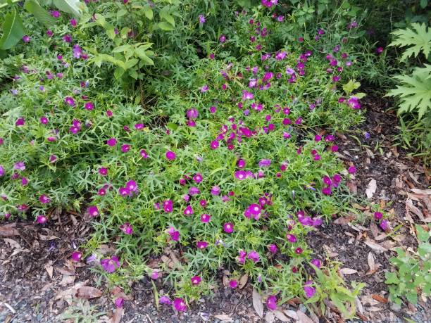 istock green plant with purple flowers 1173340682