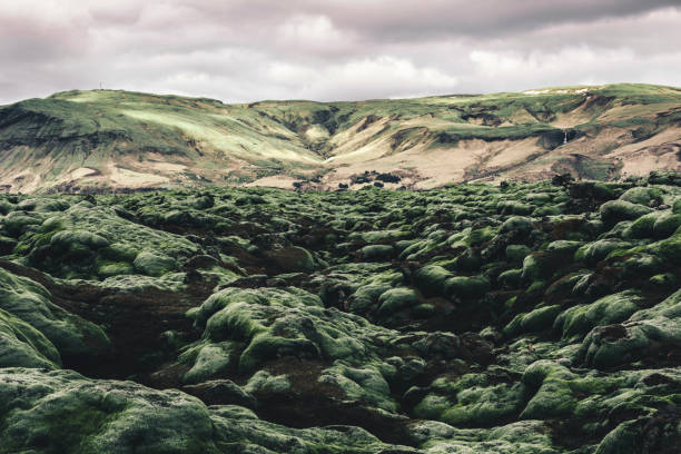 Mossy lava field in Iceland.