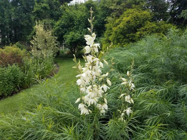 istock plant with green leaves and white flowers 1173340825