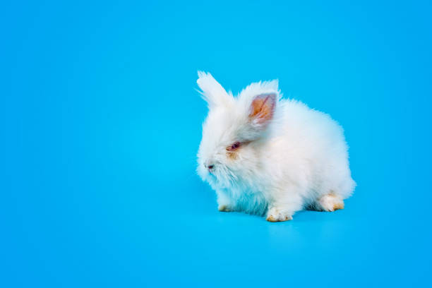 istock Happy Easter Day. White rabbit on blue background. Cute White baby bunny on blue background. 1173342197
