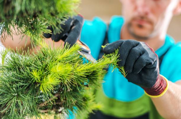 istock Taking Care of Garden Plants 1173342414