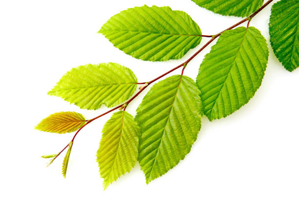 Beech green leaves isolated on white background for spring summer concept.