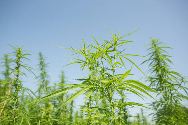istock Sunny day on the industrial hemp field 1173344186