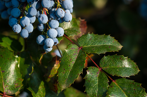 green and red leaves and blue fruits Mahonia aquifolium, Oregon grape, in autumn